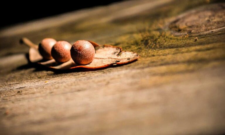 car advice roarcultable