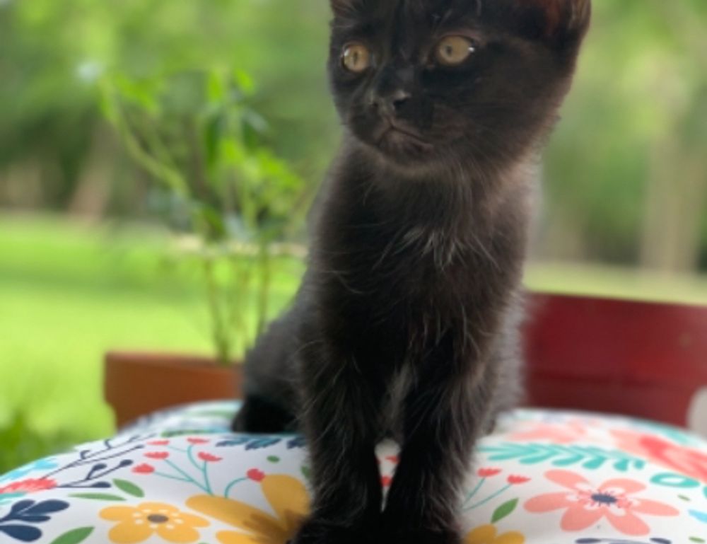 culture news roarcultable