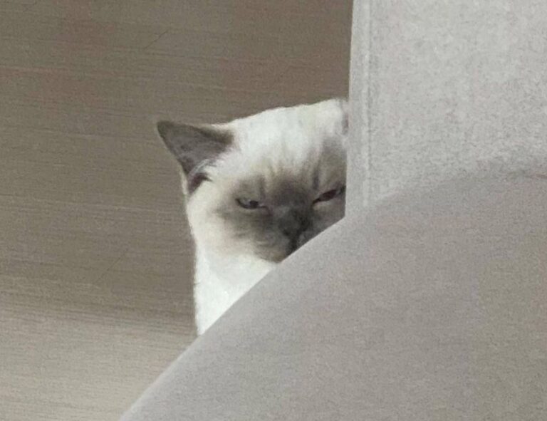 culture updates roarcultable