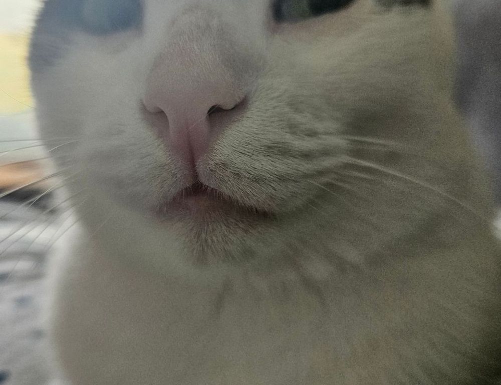 how should zahongdos eyeliner be worn