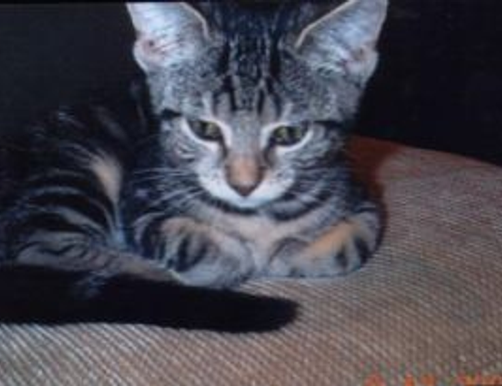 how to check if a game marshock200 is compatible with your pc