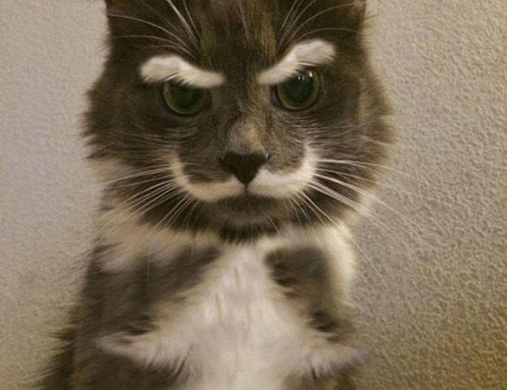 is obernaft for free