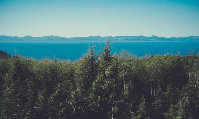 roarcultable latest car infoguide by riproar