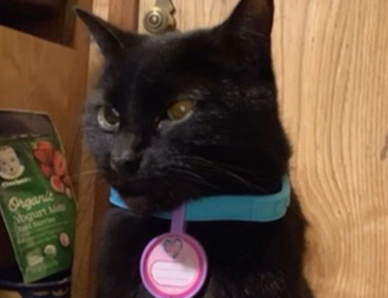 roarcultable latest crypto trends from riproar