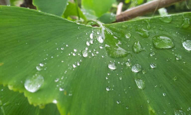 traditional food roarcultable