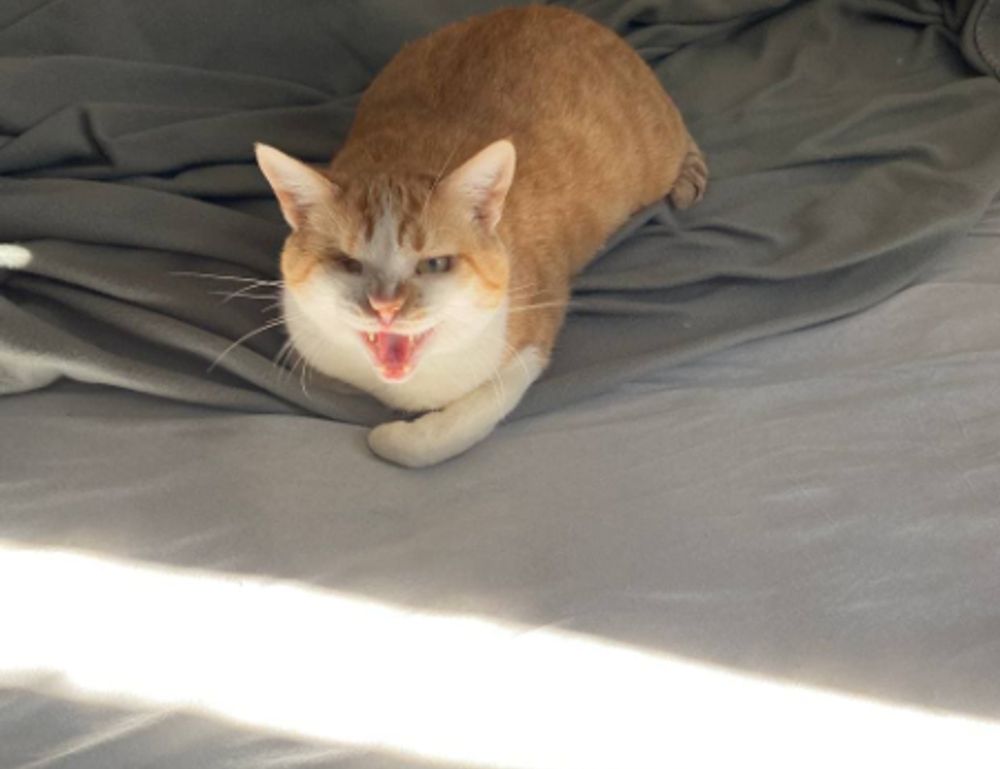 which culture do i belong to roarcultable