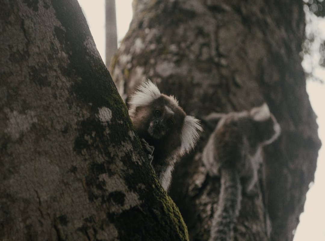 cute:kdsashfocfq= roblox avatar